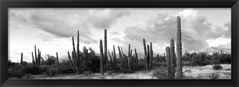 Framed Cardon cactus plants in a forest, Loreto, Baja California Sur, Mexico Print