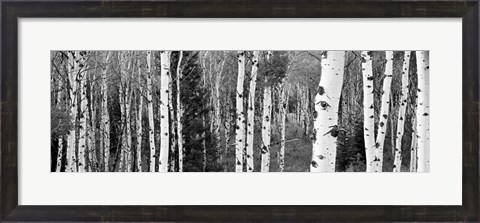 Framed Aspen and Conifers trees, Granite Canyon, Grand Teton National Park, Wyoming Print