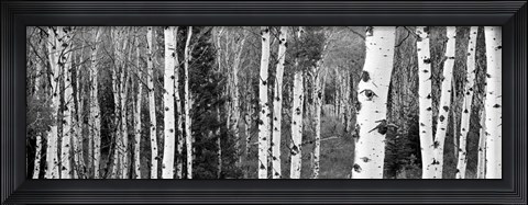 Framed Aspen and Conifers trees, Granite Canyon, Grand Teton National Park, Wyoming Print