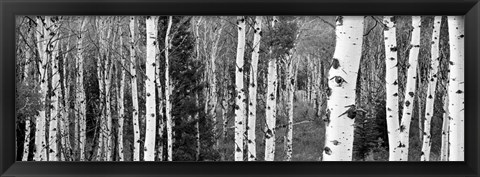 Framed Aspen and Conifers trees, Granite Canyon, Grand Teton National Park, Wyoming Print