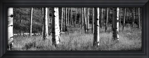 Framed Aspen trees growing in a forest, Grand Teton National Park, Wyoming Print