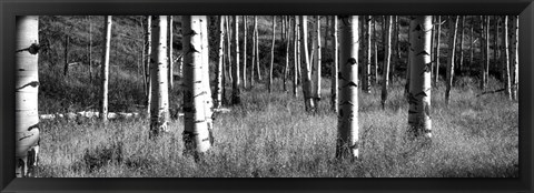 Framed Aspen trees growing in a forest, Grand Teton National Park, Wyoming Print