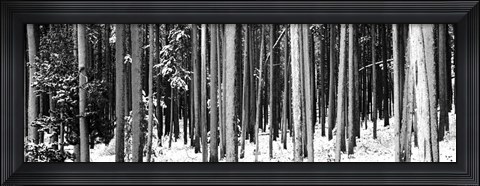 Framed Lodgepole Pines and Snow Grand Teton National Park WY BW Print