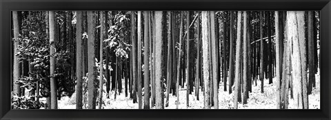 Framed Lodgepole Pines and Snow Grand Teton National Park WY BW Print