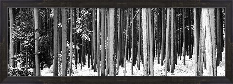 Framed Lodgepole Pines and Snow Grand Teton National Park WY BW Print