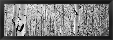 Framed Aspen trees in a forest BW Print