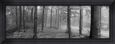 Framed Chestnut Ridge Park, Orchard Park, NY Print