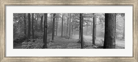 Framed Chestnut Ridge Park, Orchard Park, NY Print