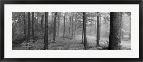 Framed Chestnut Ridge Park, Orchard Park, NY Print