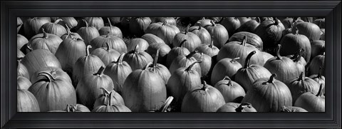 Framed Pumpkins in a field, Vermont Print