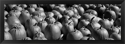 Framed Pumpkins in a field, Vermont Print