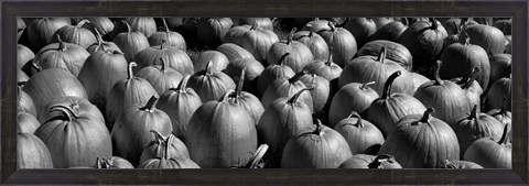 Framed Pumpkins in a field, Vermont Print