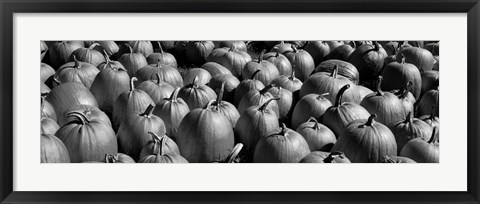 Framed Pumpkins in a field, Vermont Print