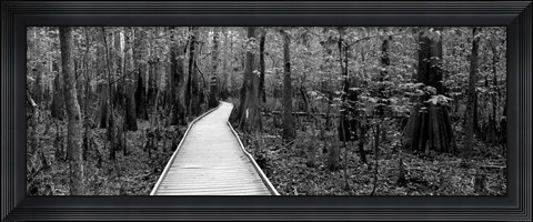 Framed Boardwalk passing through a forest, Congaree National Park, South Carolina Print