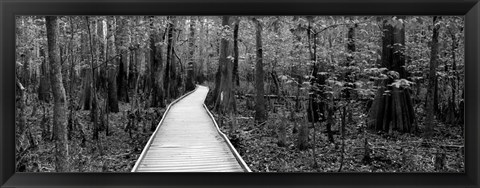 Framed Boardwalk passing through a forest, Congaree National Park, South Carolina Print