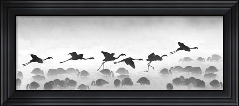 Framed Flamingos landing, Kenya BW Print