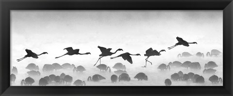 Framed Flamingos landing, Kenya BW Print