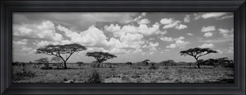 Framed Acacia trees on a landscape, Lake Ndutu, Tanzania Print