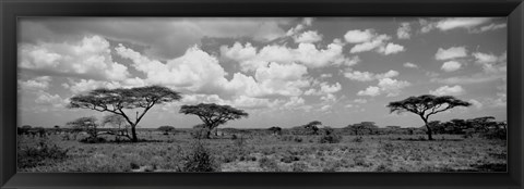 Framed Acacia trees on a landscape, Lake Ndutu, Tanzania Print