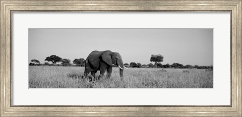 Framed Elephant Tarangire Tanzania Africa Print