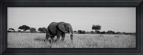 Framed Elephant Tarangire Tanzania Africa Print