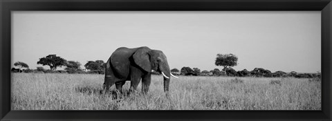 Framed Elephant Tarangire Tanzania Africa Print