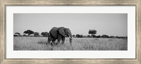 Framed Elephant Tarangire Tanzania Africa Print