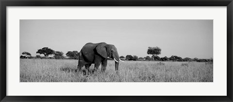 Framed Elephant Tarangire Tanzania Africa Print