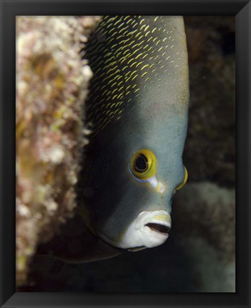 Framed French angelfish, West Palm Beach, Florida Print