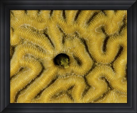 Framed Small blenny in brain coral, Curacao Print