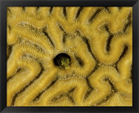 Framed Small blenny in brain coral, Curacao Print