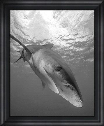 Framed Oceanic Whitetip Shark, Cat Island, Bahamas Print