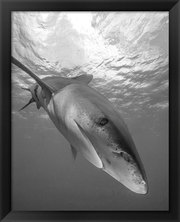 Framed Oceanic Whitetip Shark, Cat Island, Bahamas Print