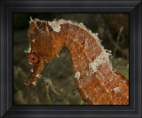 Framed Close-up view of an Orange Seahorse Print