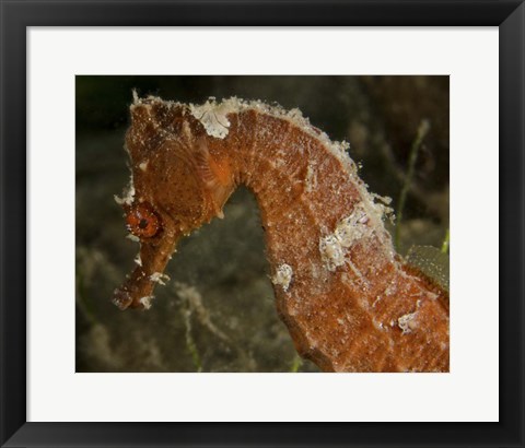 Framed Close-up view of an Orange Seahorse Print