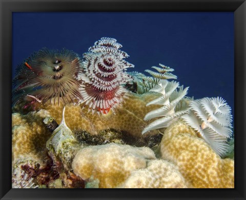 Framed Multiple Christmas Tree worms, Curacao Print