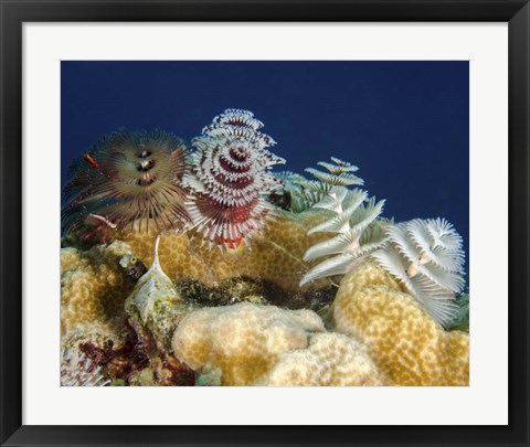 Framed Multiple Christmas Tree worms, Curacao Print