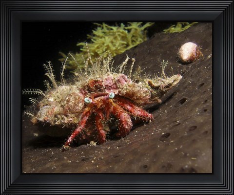 Framed Hermit Crab on sponge in Gulf of Mexico Print