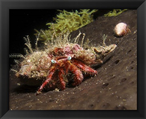 Framed Hermit Crab on sponge in Gulf of Mexico Print