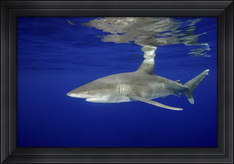 Framed Oceanic Whitetip shark Print