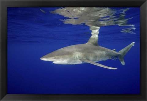 Framed Oceanic Whitetip shark Print