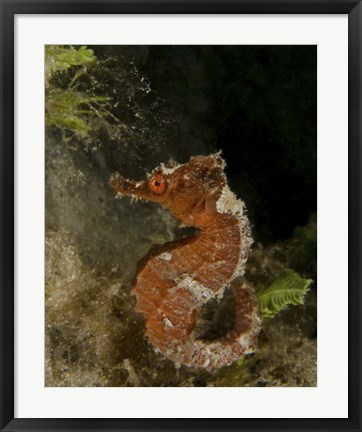 Framed Orange seahorse, West Palm Beach, Florida Print