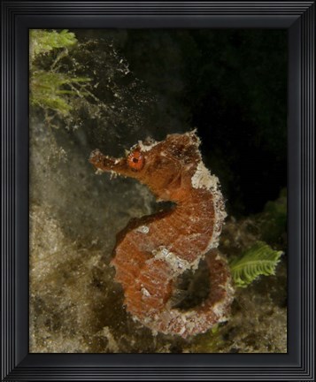 Framed Orange seahorse, West Palm Beach, Florida Print