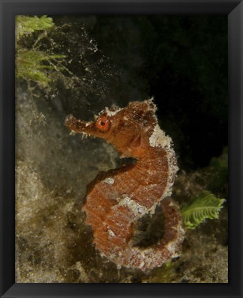 Framed Orange seahorse, West Palm Beach, Florida Print