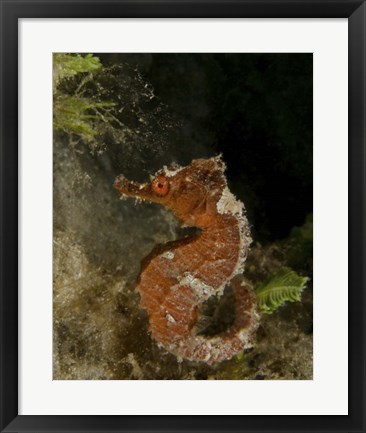 Framed Orange seahorse, West Palm Beach, Florida Print