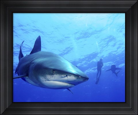 Framed Diver swimming with Oceanic Whitetip Sharks, Cat Island, Bahamas Print