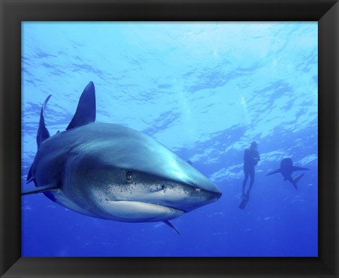 Framed Diver swimming with Oceanic Whitetip Sharks, Cat Island, Bahamas Print