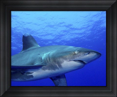 Framed Close-up side view of an Oceanic Whitetip Shark Print