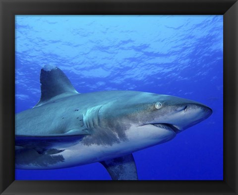 Framed Close-up side view of an Oceanic Whitetip Shark Print