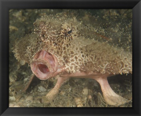 Framed Batfish close-up, West Palm Beach, Florida Print